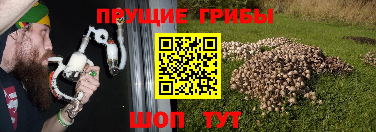 Галлюциногенные грибы прущие грибы  Вход с VPN  Протвино  Псилоцибиновые грибы MAGIC MUSHROOMS 